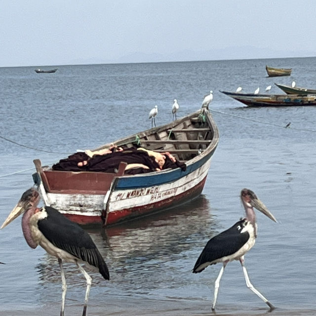 東非維多利亞湖