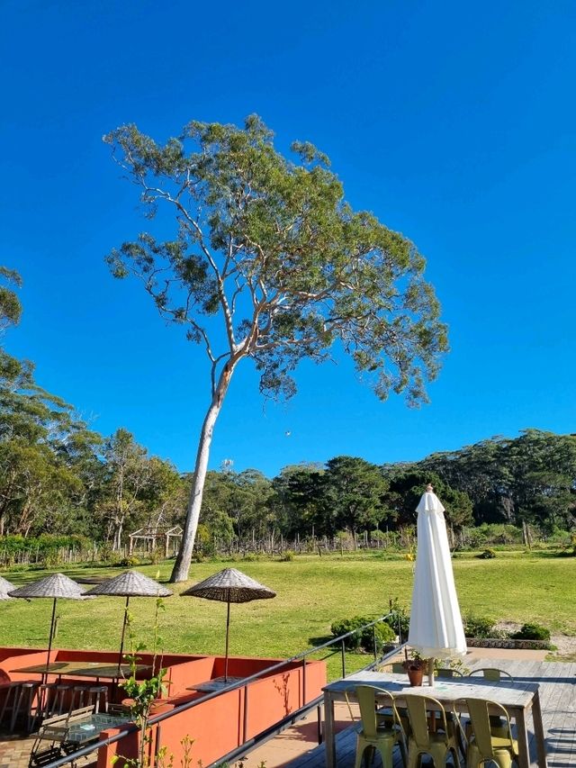 호주 헌터벨리(Hunter valley) 와이너리🇦🇺