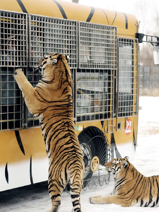 Siberian Tiger Park: Face-to-Face with the Kings of the Snow
