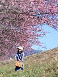 【静岡】富士山と河津桜を望めるスポット！