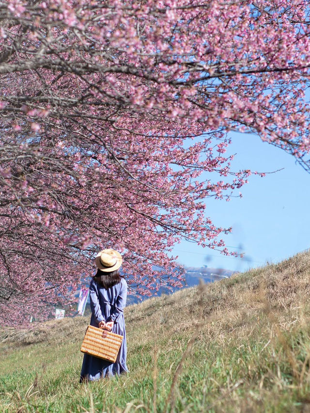 【静岡】富士山と河津桜を望めるスポット！
