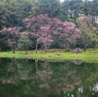 When Cherry blossom bloom in Thailand?