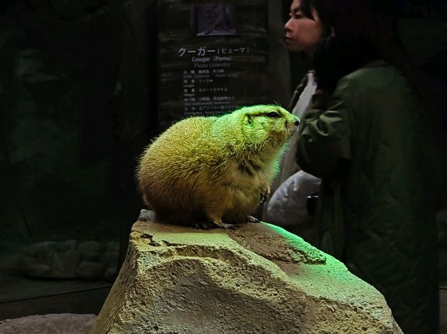 神戶動物王國