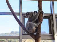 【鹿児島県】 コアラ飼育頭数日本一の自然あふれる動物園『平川動物公園』🐨