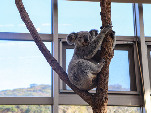 【鹿児島県】 コアラ飼育頭数日本一の自然あふれる動物園『平川動物公園』🐨