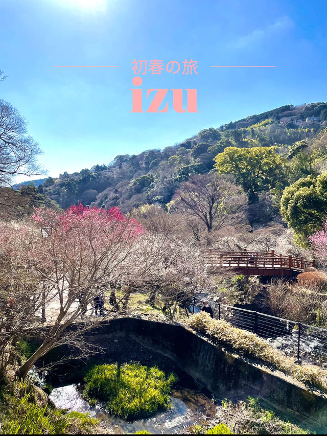 【伊豆×初春の旅】日本で最も早咲きと言われる梅園