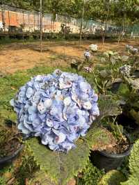 สวนส้มของฉัน my garden
