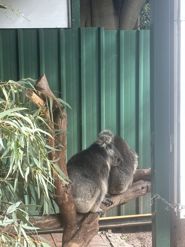 호주 코알라 🐨