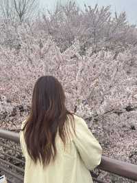 คลอง 양재천 (ยางแจชอน)