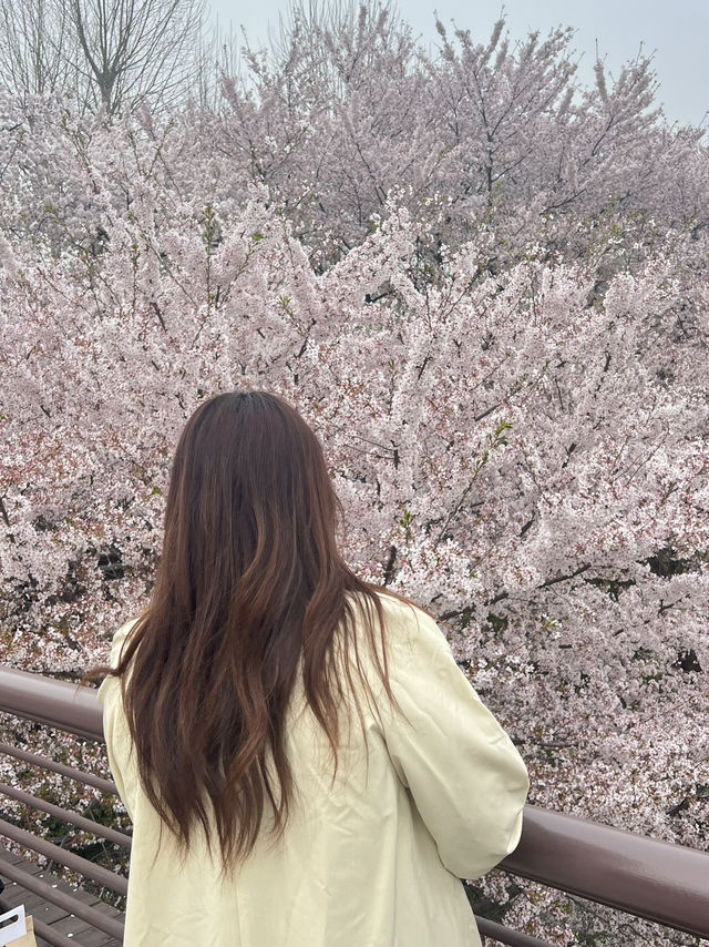 คลอง 양재천 (ยางแจชอน)