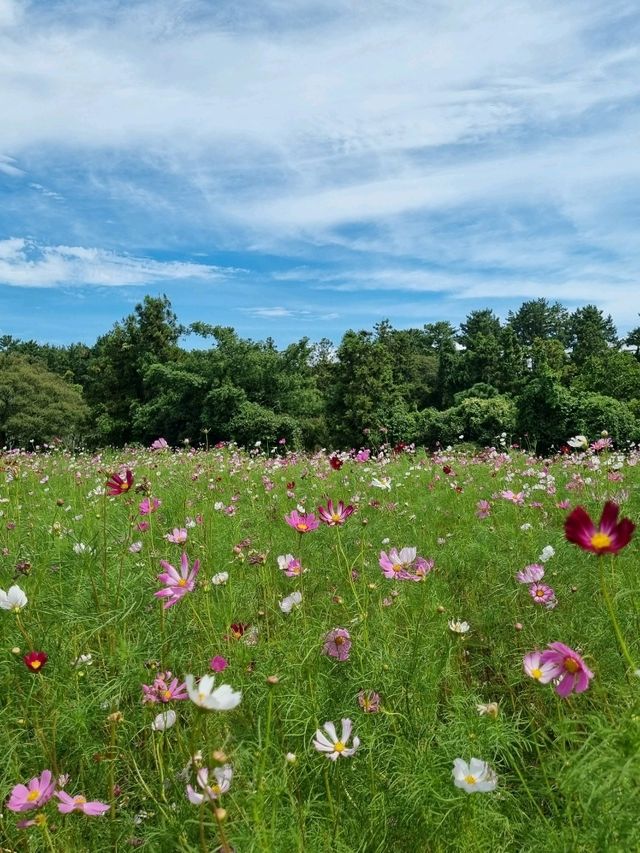 코스모스와 백일홍이 가득한곳🪻🌷🌺🌻