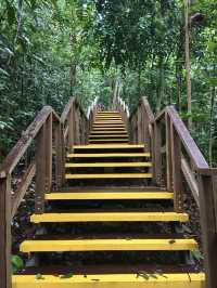 Treetop Walk Singapore: A Breathtaking Hike Above the Rainforest