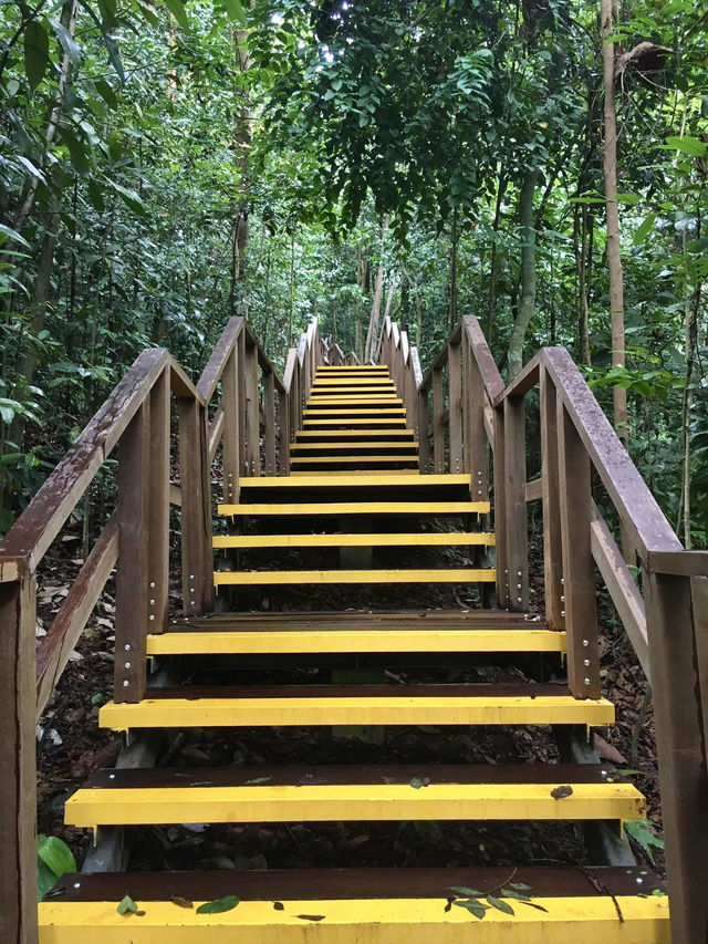 Treetop Walk Singapore: A Breathtaking Hike Above the Rainforest