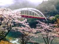 日本三大秘境「大步危」賞櫻，四國隱世的山中車站