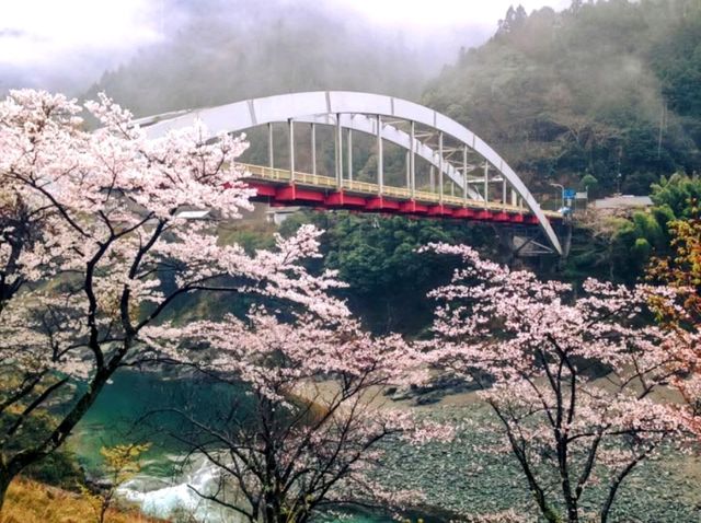 日本三大秘境「大步危」賞櫻，四國隱世的山中車站
