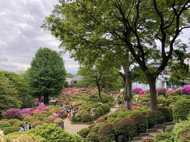 🇯🇵 東京超美杜鵑花神社🌺 🎐