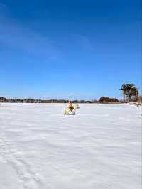 青森で雪上乗馬体験