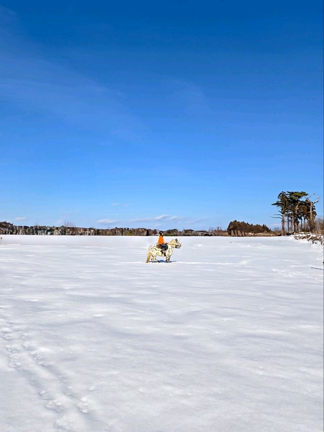 青森で雪上乗馬体験