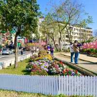 ชมดอกซากุระบานที่สวนเล่อฮวอ(Lohas Park)
