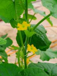 Tambun Musk Melon Agro Farm