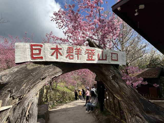 司馬庫斯巨木群步道～賞櫻兼看神木