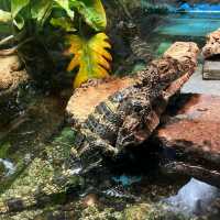 Tennoji Zoo (天王寺動物園) – A Relaxing Family-Friendly Attraction