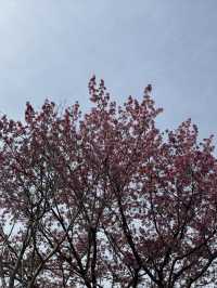 🌸 京都嵐山的櫻花與竹林交融：一場難忘的絕景之旅 🌿