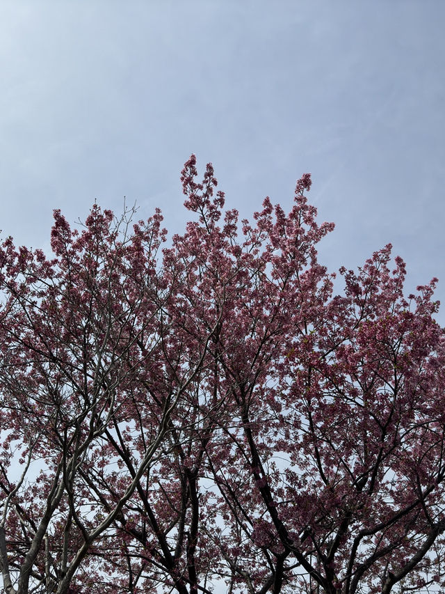 🌸 京都嵐山的櫻花與竹林交融：一場難忘的絕景之旅 🌿