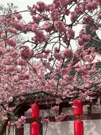 武漢櫻花：東湖櫻園的春日盛宴
