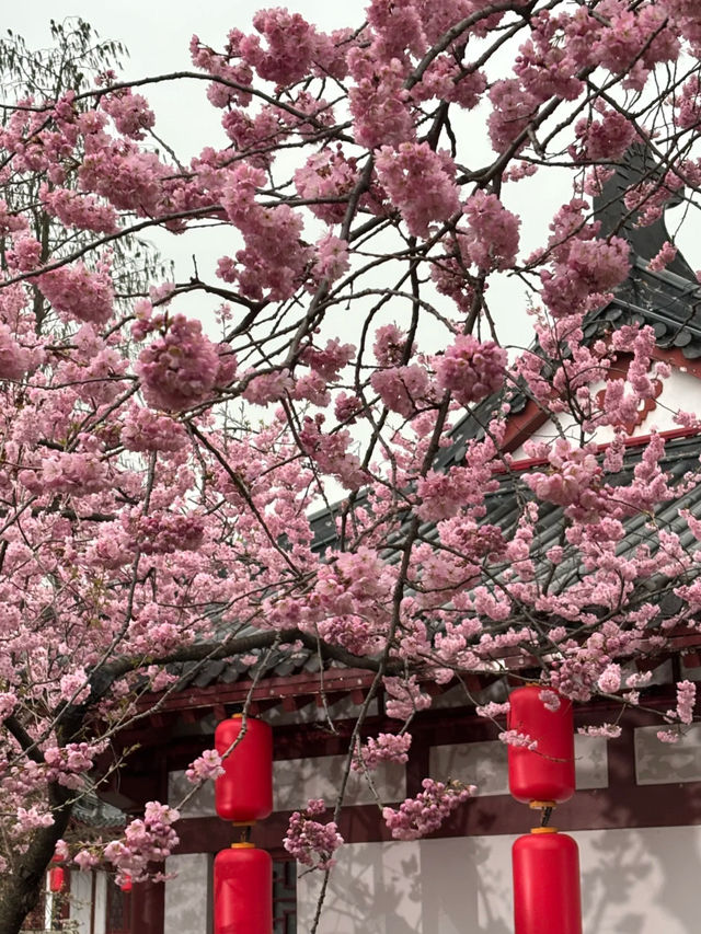 武漢櫻花：東湖櫻園的春日盛宴