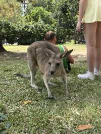 布里斯班景點推介：一日自駕遊——Lone Pine Koala Sanctuary+Gold Coast