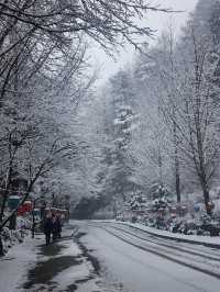救仁寺📺 冬天去不怕賞不到雪 太多雪了