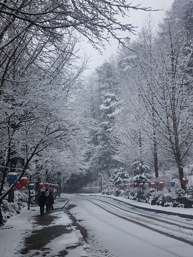 救仁寺📺 冬天去不怕賞不到雪 太多雪了