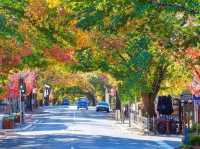 Hahndorf (German village) 