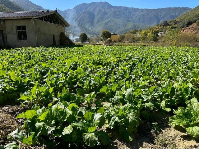 Tacheng Village: A Hidden Paradise in Yunnan’s Shangri-La