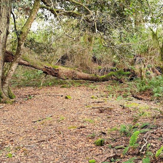 Barrington Tops National Park