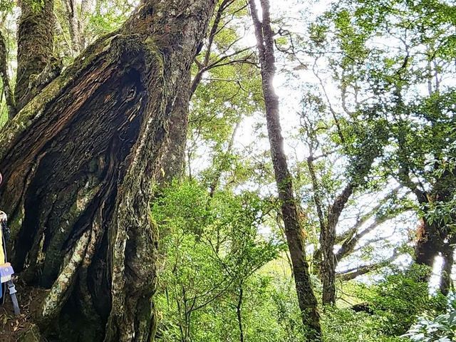 親民的綠野仙境～稍來山步道