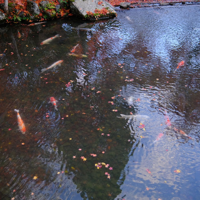 Kyoto - Eikando đừng nên bỏ qua