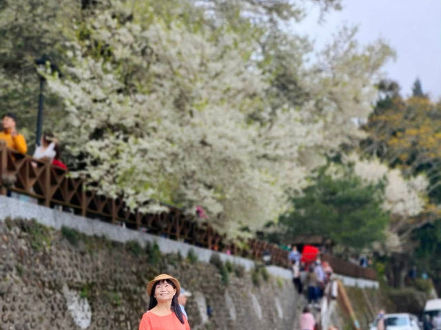 觀霧櫻王真霸氣，浪漫搖擺賞花像賞雪！