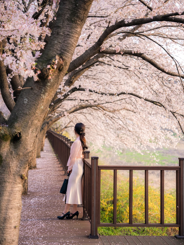 🌸벚꽃시즌🌸하동 벚꽃놀이 코스이대로💗