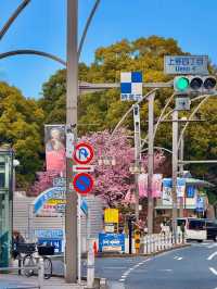 Chasing Sakura at Ueno Park 🌸