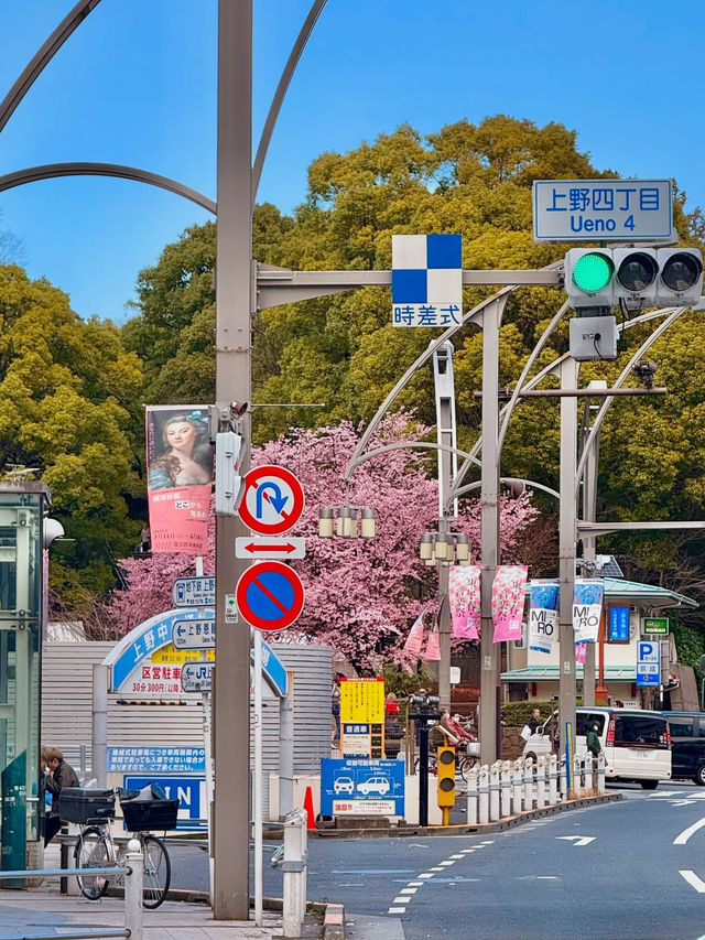 Chasing Sakura at Ueno Park 🌸
