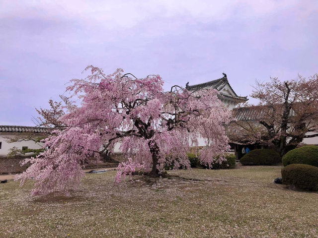 Chasing Sakura at Koko-en Garden
