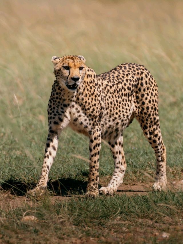 Wildlife Galore! 3 Days in the 1500km² Masai Mara!