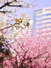 Chasing Sakura at Minato Mirai Yokohama
