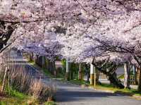 Chasing Sakura at Habu Park in Nakama City