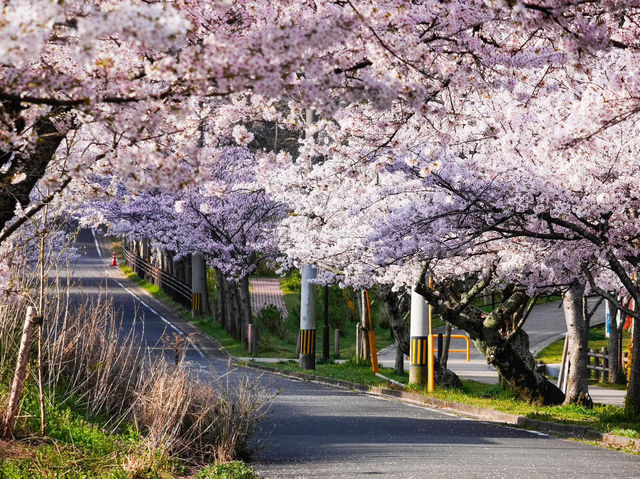 Chasing Sakura at Habu Park in Nakama City