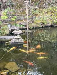探索鎌倉長谷寺🌿 觀音菩薩與弁天窟的神秘魅力