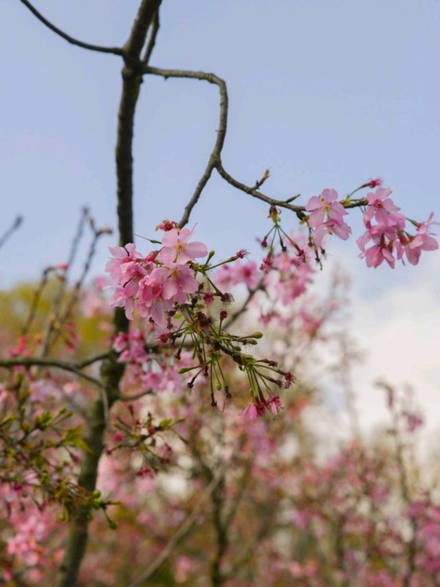 양명산 꽃시계