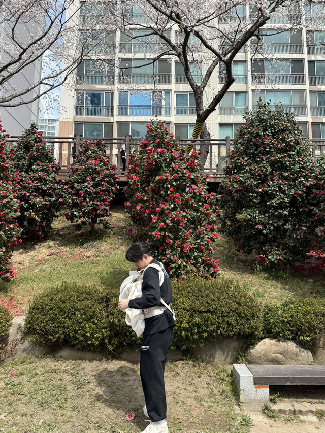 부산 도심속에서 떠나는 벚꽃여행 🎀